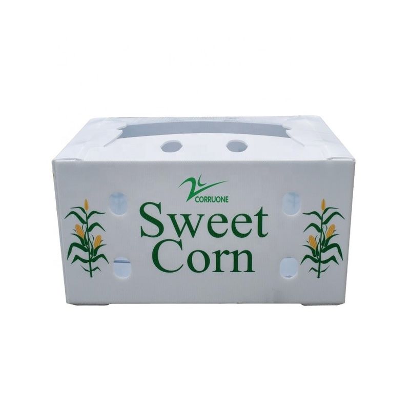 OEM কারখানা উত্পাদন পিপি প্লাস্টিকের corrugated বাক্স জন্য তাজা মিষ্টি কর্ন ব্রকলি ডিম রসুন আদা বাক্স